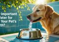 How Important is Water for Your Pet's Health