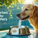 How Important is Water for Your Pet's Health