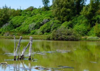 What Is Brackish Water? & How Do You Treat It?