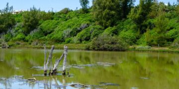 What Is Brackish Water? & How Do You Treat It?