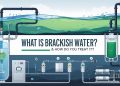 What Is Brackish Water