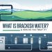 What Is Brackish Water
