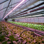 Cannabis Water Treatment: Why Commercial Grows Use Reverse Osmosis